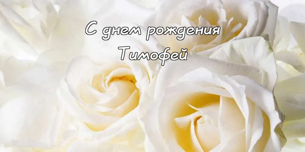Открытка Открытки с именем Тимофей - Белые розы: открытка с днем рождения | Красивая открытка #138