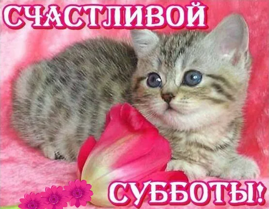 Открытка Удачной субботы - Открытка с котенком и розой | Красивая открытка #19