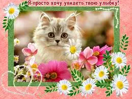 Открытка Улыбнись - Пушистый кот в цветах: открытка с милым котенком | Красивая открытка #289