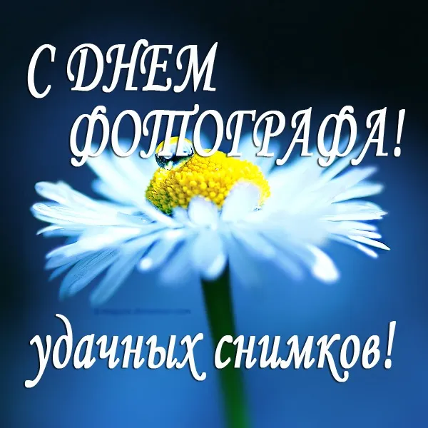 Открытка Открытки с днем фотографа - Открытка с ромашкой | Красивая открытка #18