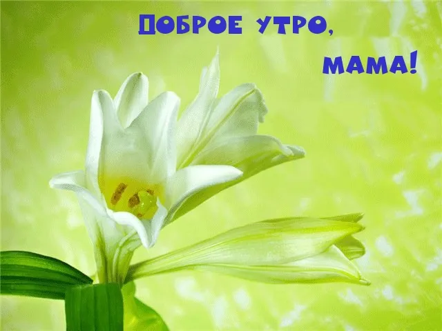 Открытка Открытки доброе утро мама - Мама, с утра! | Красивая открытка #6