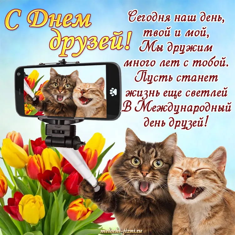 Открытка День друзей - Открытка с котами и тюльпанами  Приветы с милыми котиками | Красивая открытка #1