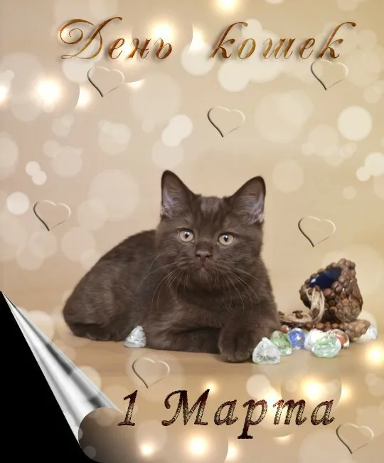 Открытка С Всемирным днём кошек - Милая кошка на открытке  Праздничная открытка | Красивая открытка #35