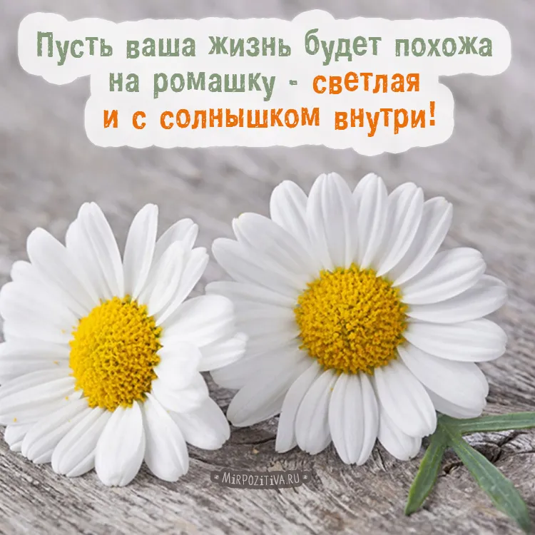 Открытка С ромашками - Открытка с ромашками на дереве | Красивая открытка #73