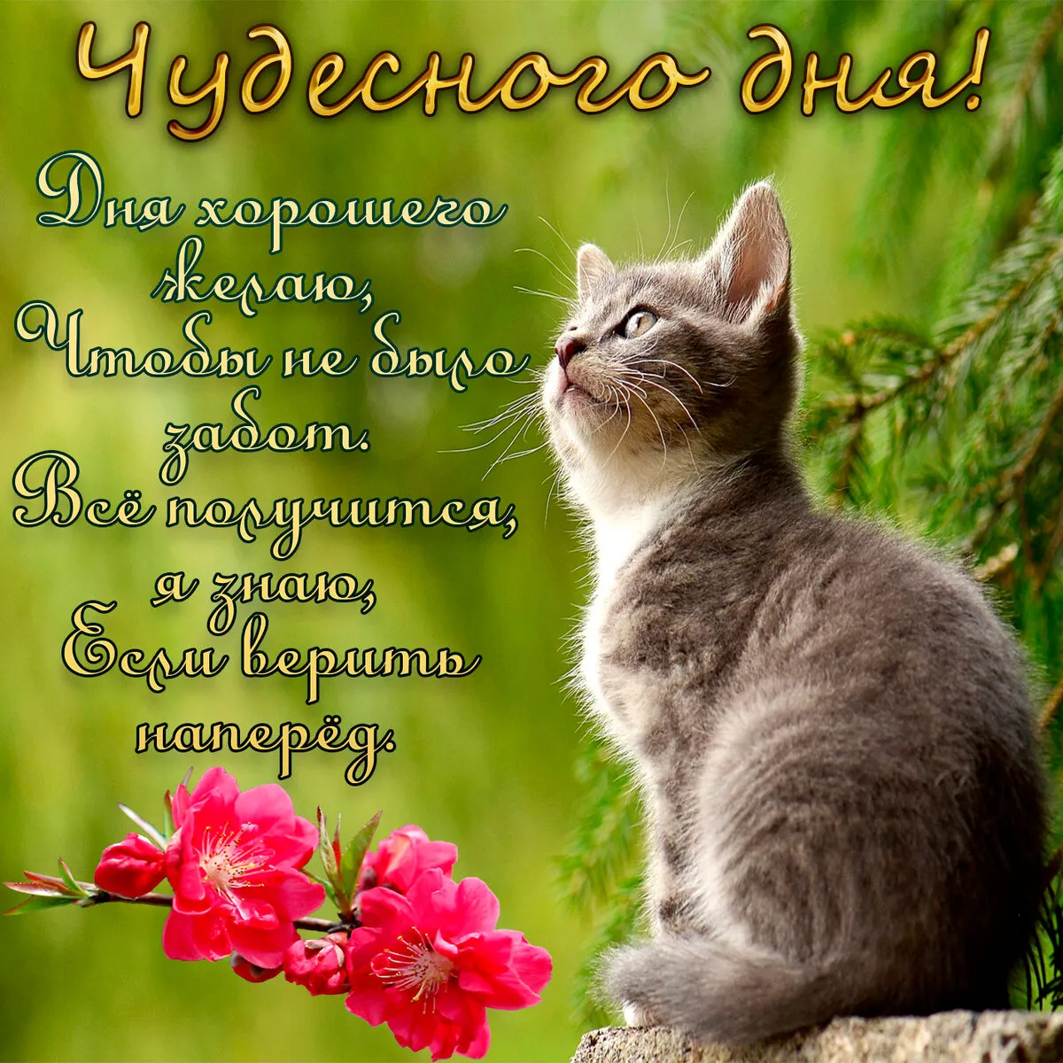 Открытка чудесного дня! - Цветущая весна: открытка с котиком | Красивая открытка #5