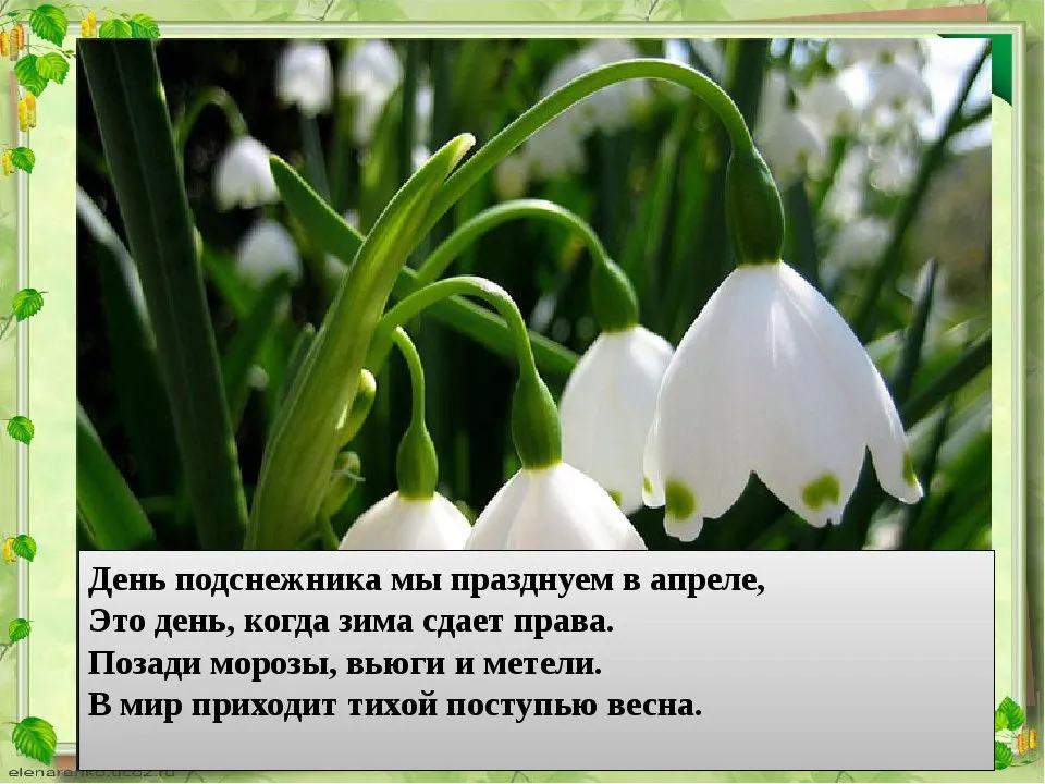 Открытка День подснежника - Подснежники: первые весенние цветы - открытка | Красивая открытка #15