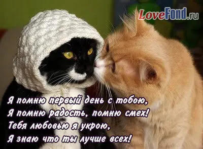 Открытка Стихи о любви - Две кошки целуются. Открытка с котами. | Красивая открытка #48