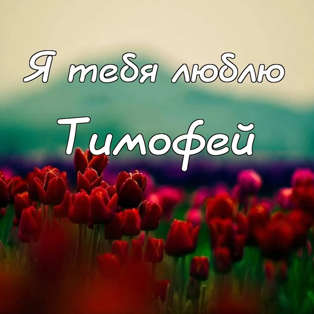 Открытка Открытки с именем Тимофей - Поле тюльпанов. Красные цветы на фоне зелени. | Красивая открытка #119