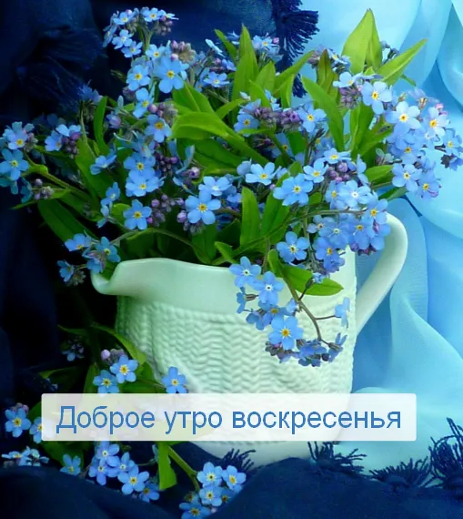 Открытка Доброе утро воскресенье - Доброе утро! Голубые незабудки  открытка с цветами | Красивая открытка #19