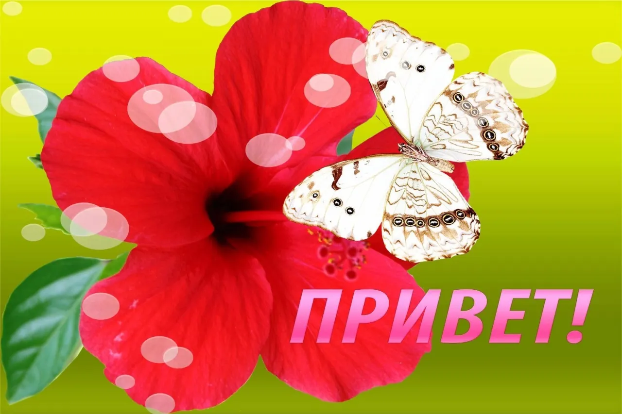 Открытка Привет - Открытка с красным цветком и бабочкой | Красивая открытка #319