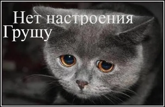 Открытка С кошками - Открытка с серым котенком. | Красивая открытка #31