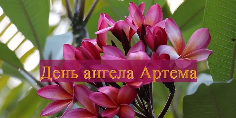 Открытка открытки с именем Артем - Открытка с цветами: нежная красота для тебя | Красивая открытка #146