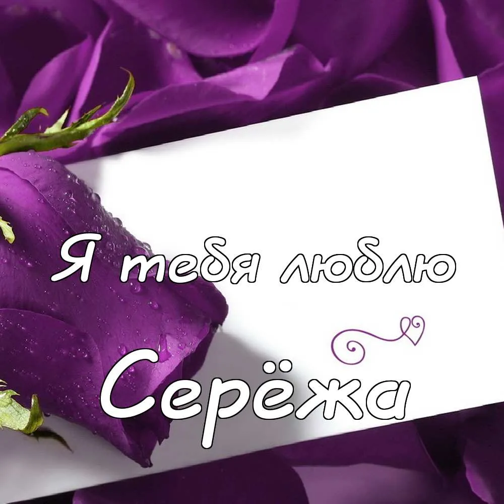 Открытка Открытки с именем Сергей - Фиолетовые розы и надпись «Я люблю тебя» | Красивая открытка #89