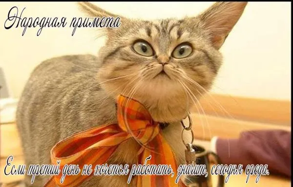 Открытка Открытки на среду - Котенок с подарками: Новогодняя открытка | Красивая открытка #98