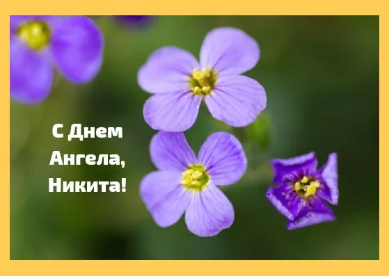 Открытка Открытки с именем Никита - Фиолетовые цветы на открытке: поздравление с днем ангела | Красивая открытка #155