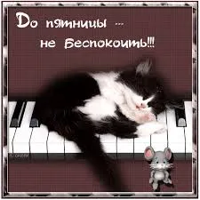 Открытка Открытки на пятницу - Котенок на пианино: забавная открытка | Красивая открытка #260