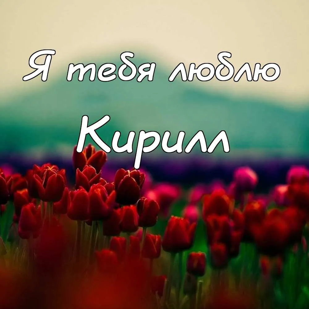 Открытка Открытки с именем Кирилл  - Поле тюльпанов. Красные цветы на фоне зелени. | Красивая открытка #198