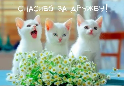 Открытка Спасибо за дружбу - Милые котята с ромашками: открытка с котами | Красивая открытка #24