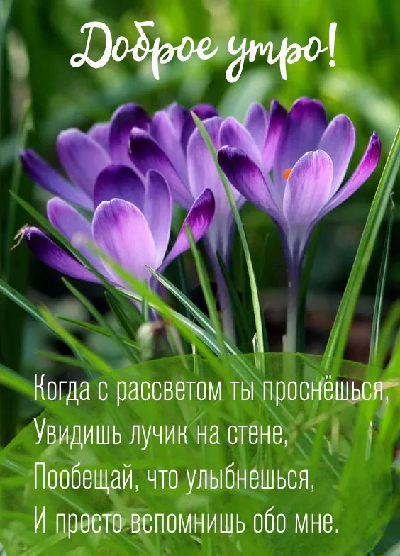 Открытка доброе весеннее утро - Цветы фиалки: открытка с нежным рассветом | Красивая открытка #3