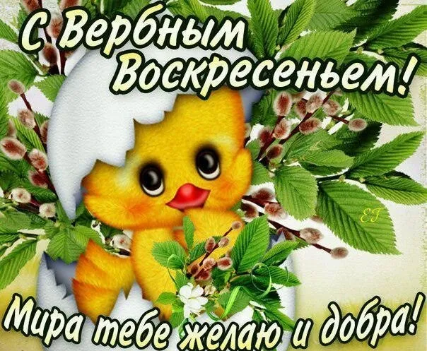 Открытка С вербным воскресеньем - Открытка с цыпленком и вербой | Красивая открытка #170