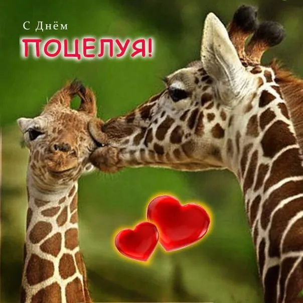 Открытка С днём поцелуя - Две жирафа целуются. Красные сердца. | Красивая открытка #18