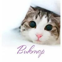 Открытка открытки с именем Виктор - Милая кошка на открытке  Праздничная открытка | Красивая открытка #237