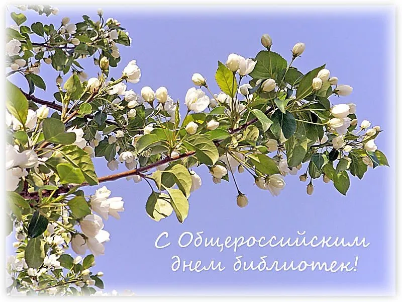 Открытка День библиотекаря - Цветущая вишня: С Днем России! Открытка | Красивая открытка #16