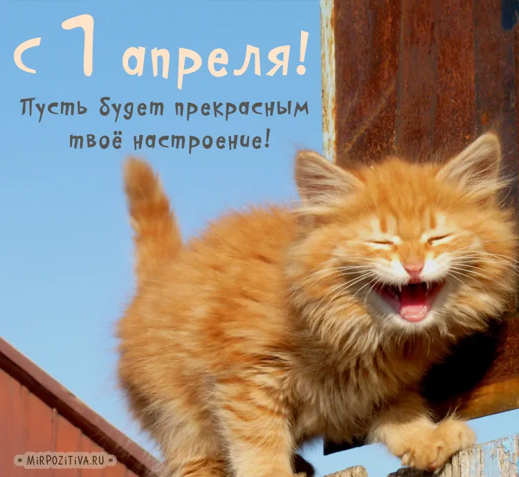 Открытка День смеха - С Днём кота! Открытка с рыжим котом | Красивая открытка #21