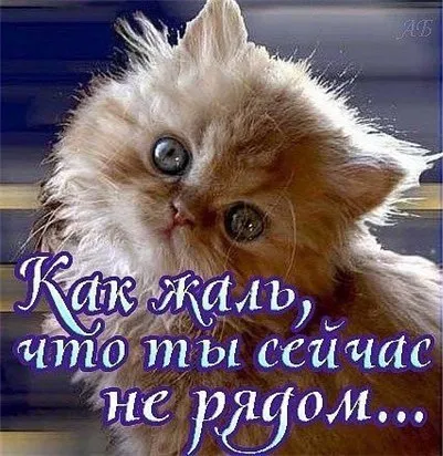 Открытка Я скучаю  - Открытка с рыжим котенком | Красивая открытка #1