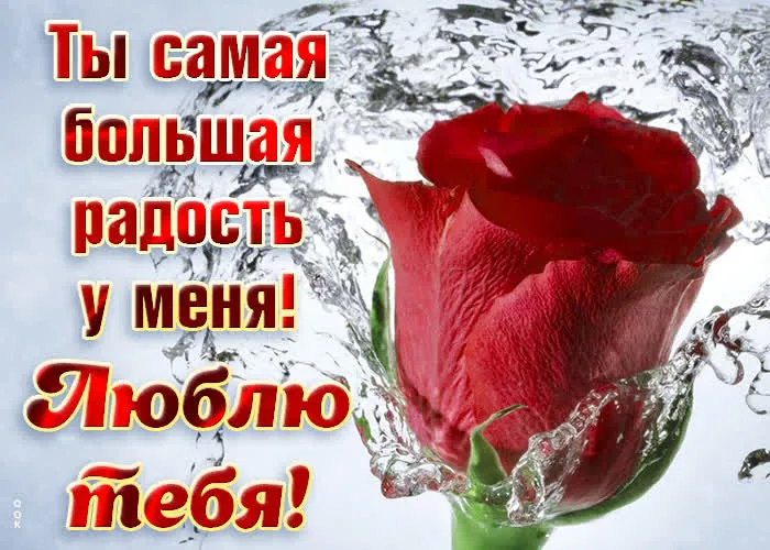 Открытка Я тебя люблю - Красная роза с каплями воды. Открытка с цветами | Красивая открытка #2