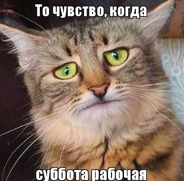 Открытка Открытки на субботу - Серьезная кошка: смешная открытка с котом | Красивая открытка #79