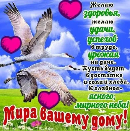 Открытка С лебедями - Открытка: Лебеди в небе. Красивые птицы. | Красивая открытка #56