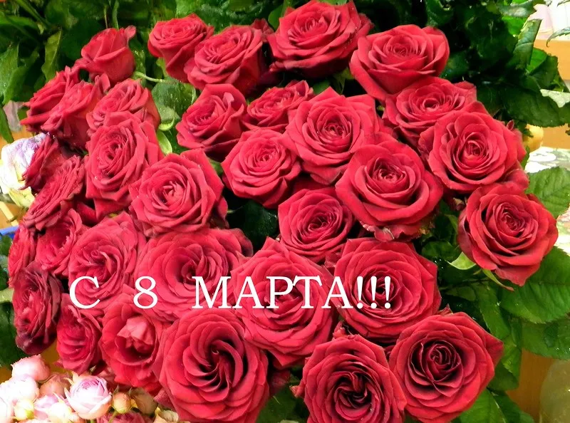 Открытка 8 марта - Букет красных роз: поздравления с 8 марта | Красивая открытка #466