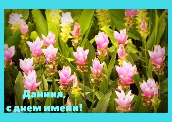 Открытка Открытки с именем Даниил/Данил - Открытка с днем имени: розовые цветы на фоне зелени | Красивая открытка #178