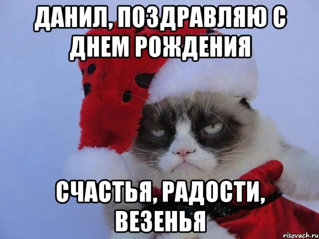 Открытка Открытки с именем Даниил/Данил - Сердитый кот поздравляет с праздником | Красивая открытка #84