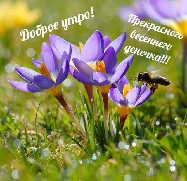 Открытка доброе весеннее утро - Цветущие фиалки на лугу. Открытка с цветами. | Красивая открытка #5