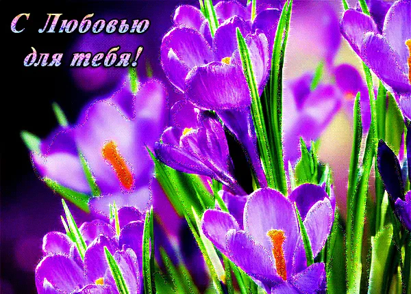 Открытка С любовью - Пурпурные ирисы: нежные цветы для вас | Красивая открытка #65