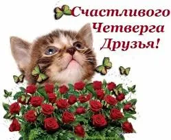 Открытка Открытки на четверг - Открытка с котенком и розами | Красивая открытка #100