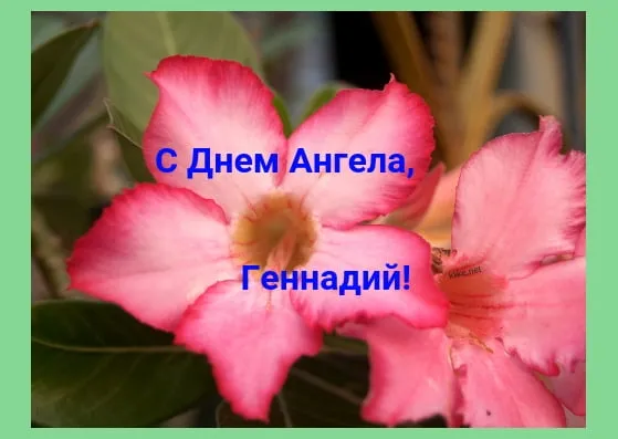 Открытка открытки с именем Геннадий - Розовый цветок адиантум — поздравительная открытка | Красивая открытка #191