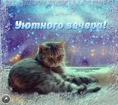Открытка Открытки добрый вечер - Котенок на окне, зимняя открытка, снегопад | Красивая открытка #161