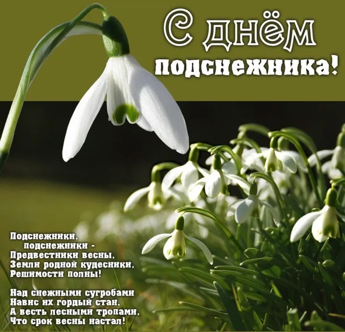 Открытка День подснежника - Подснежники: нежные весенние цветы | Красивая открытка #38