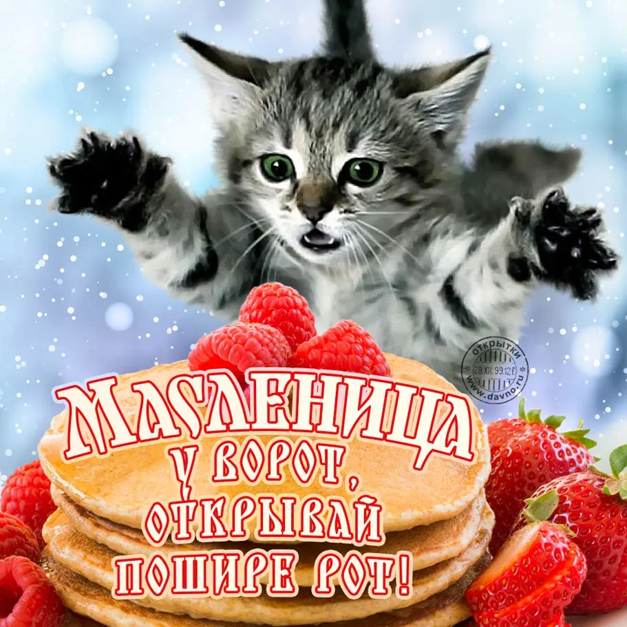Открытка Масленица - Масленица: котик и блины! | Красивая открытка #185