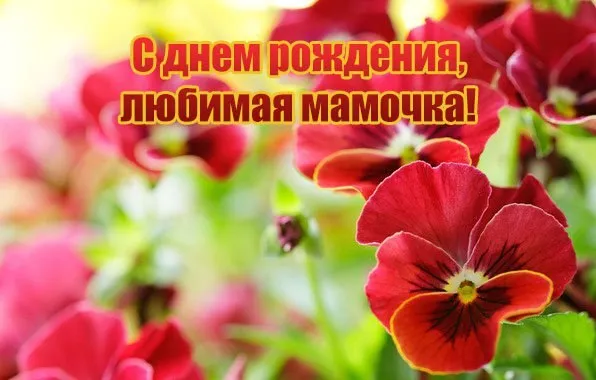 Открытка С Днем Рождения мамочке! - Яркие красные фиалки на открытке | Красивая открытка #52