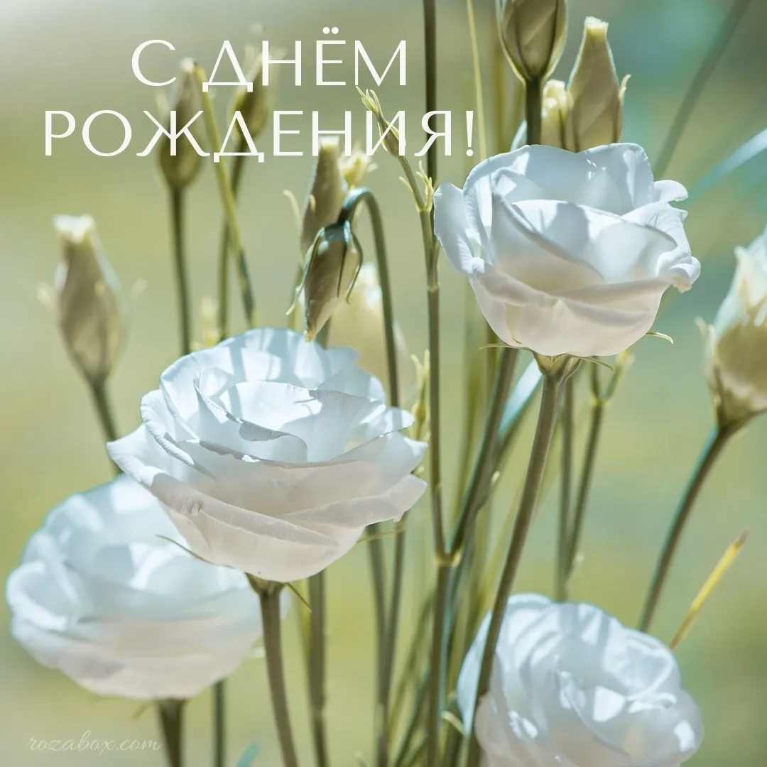 Открытка С белыми розами - Белые пионы на открытке — купить онлайн | Красивая открытка #41