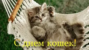Открытка Открытки с днем кошек - С Днем Рождения! Милый котенок в гамаке | Красивая открытка #24