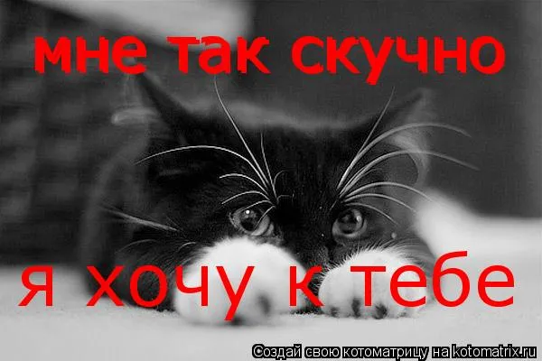 Открытка Открытки хочу к тебе - Черно-белый кот, грустный взгляд, открытка | Красивая открытка #13