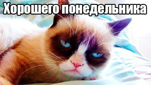 Открытка Открытки на понедельник - Грустный кот на подушке — смешная открытка | Красивая открытка #120