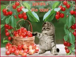 Открытка Открытки для тебя - Котенок и вишня: Открытка с котенком и ягодами | Красивая открытка #128