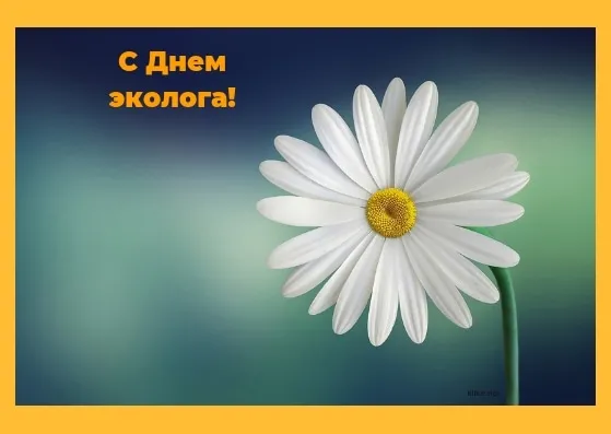 Открытка День эколога - Открытка с цветком: нежная ромашка на фоне голубого неба | Красивая открытка #19