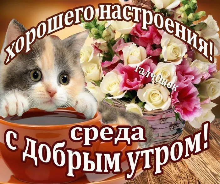 Открытка Доброе утро среда - Милый котенок и цветы на открытке  Праздничная открытка | Красивая открытка #15